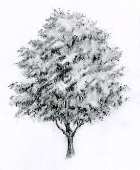 Graphite pencil sketch of a maple tree.